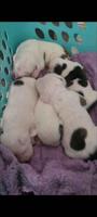 Staffordshire Bull Terrier