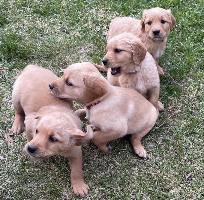 Golden Retriever
