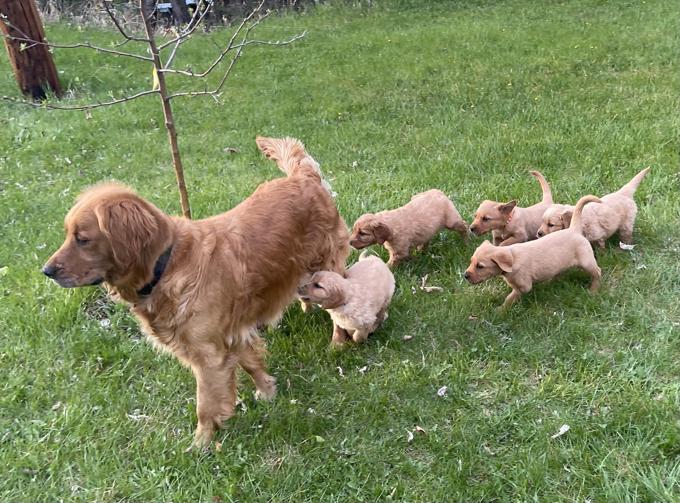 Golden Retriever