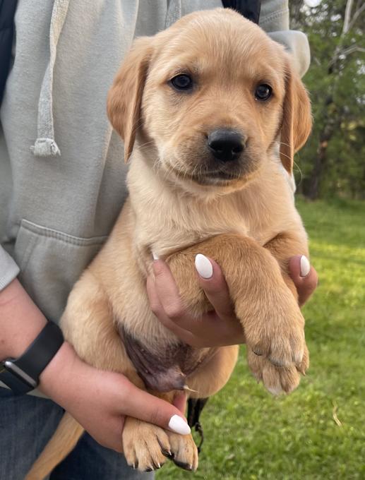 Golden Retriever
