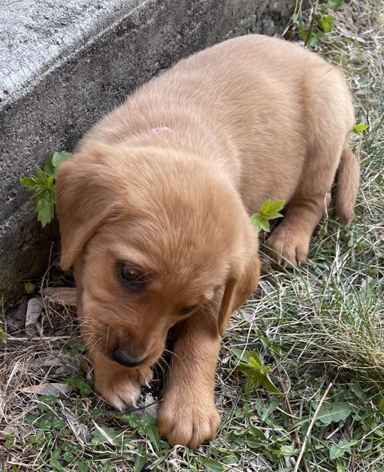 Golden Retriever