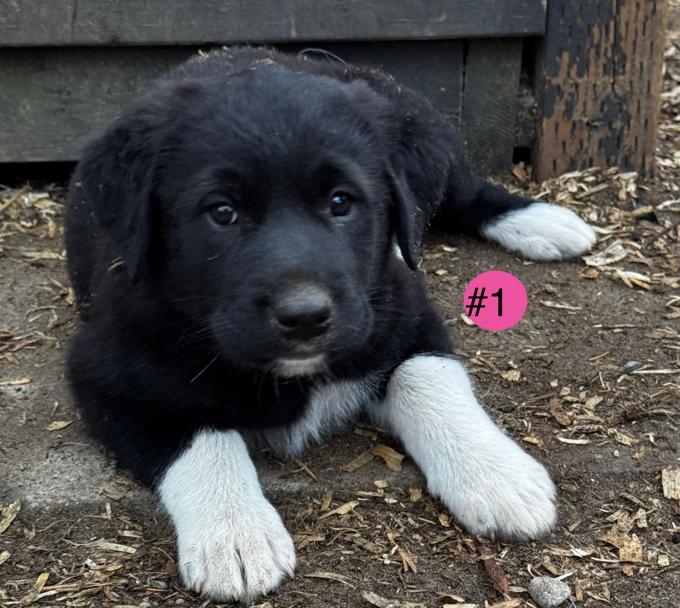 Kangal/Pyr Mix