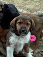 Kangal/Pyr Mix