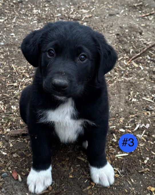 Kangal/Pyr Mix