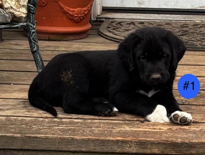 Kangal/Pyr Mix