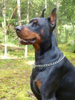 Doberman