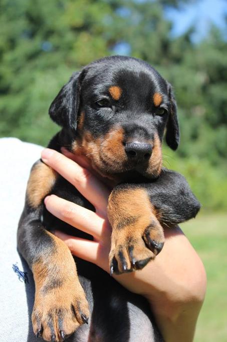 Doberman