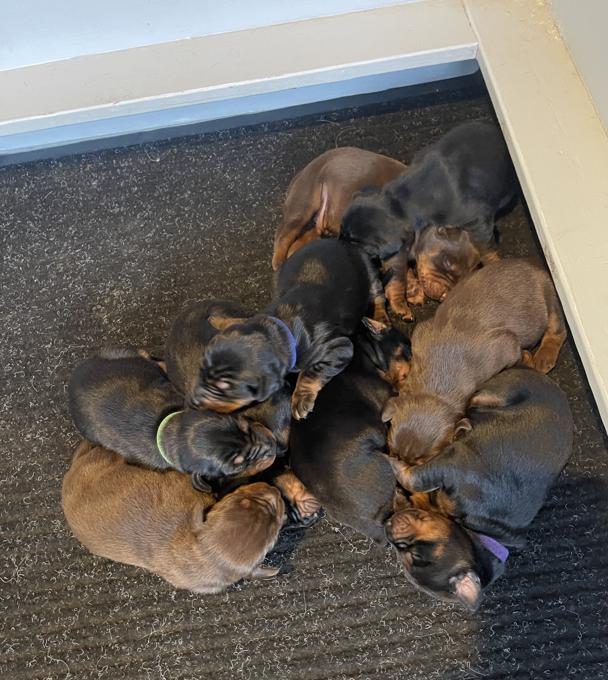 Doberman