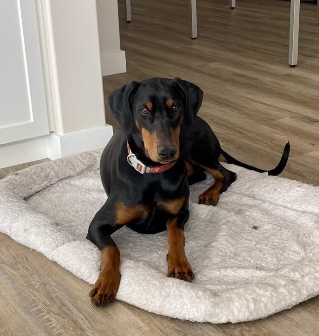 Doberman