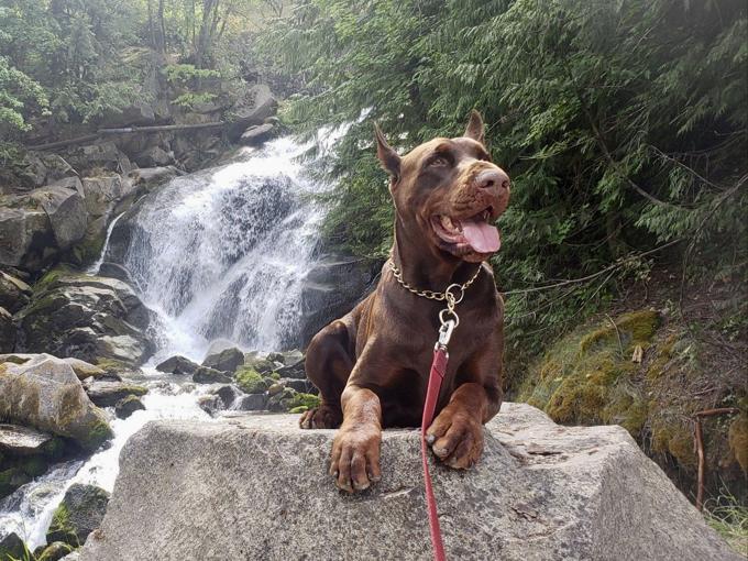 Doberman