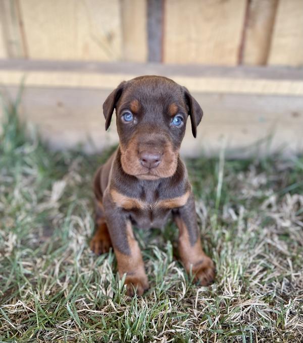 Doberman