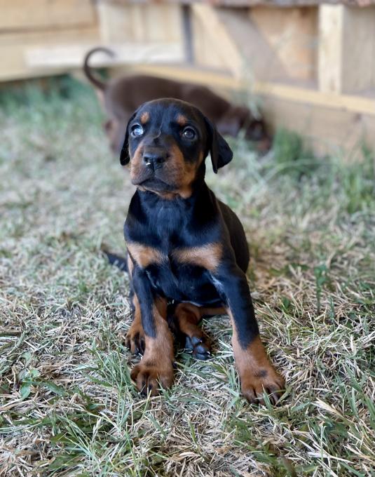 Doberman