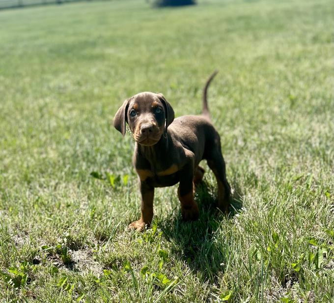 Doberman
