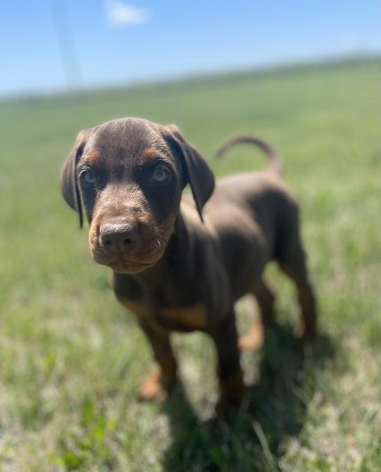 Doberman