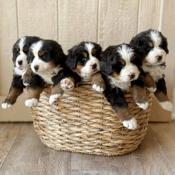 Bernese Mountain Dog