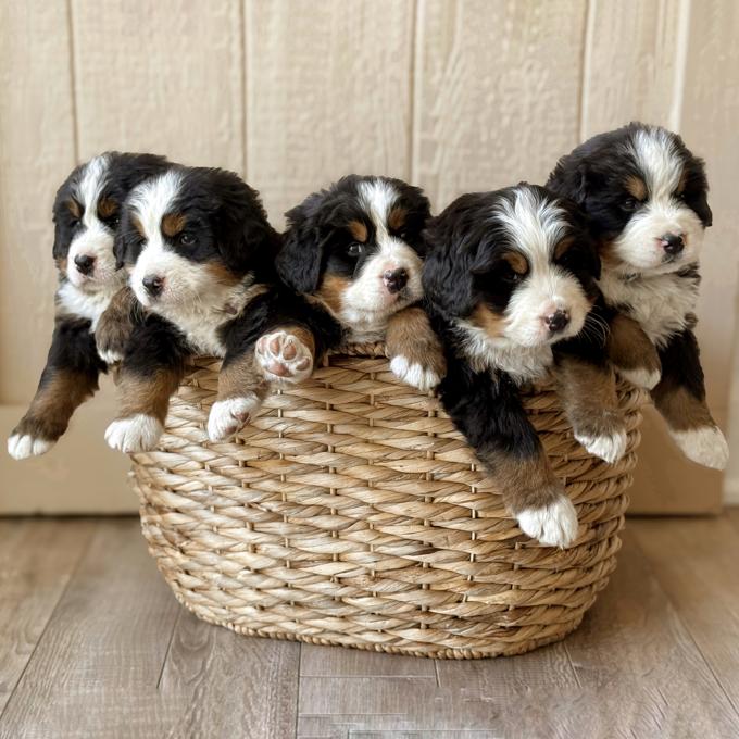 Bernese Mountain Dog