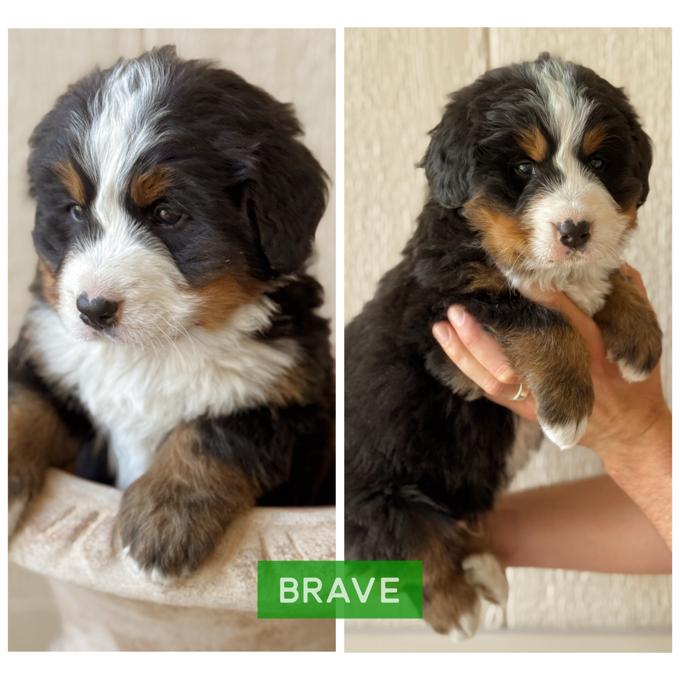 Bernese Mountain Dog