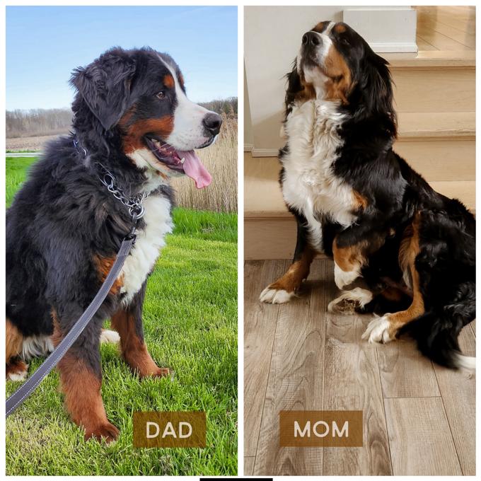 Bernese Mountain Dog