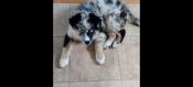 Australian Shepherd