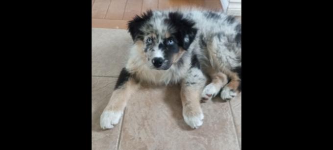 Australian Shepherd