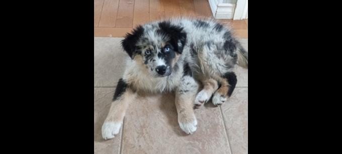 Australian Shepherd