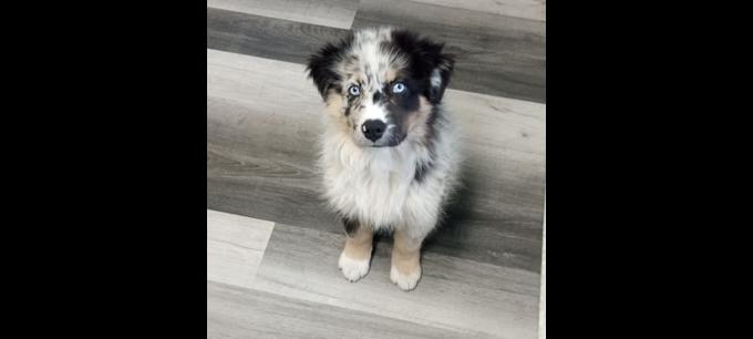 Australian Shepherd