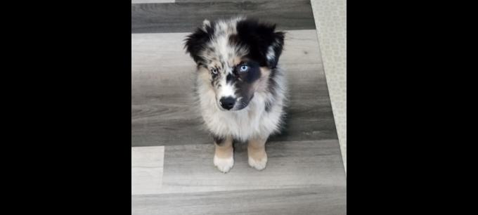 Australian Shepherd