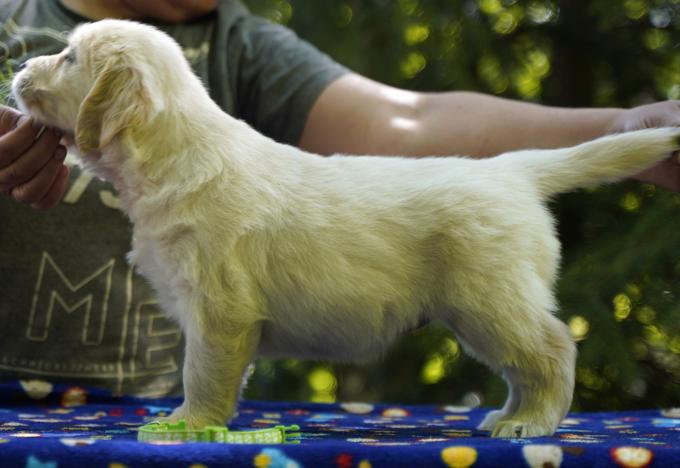 golden retriever