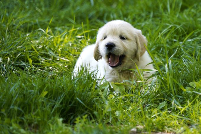 golden retriever