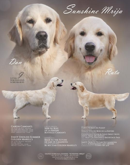 golden retriever