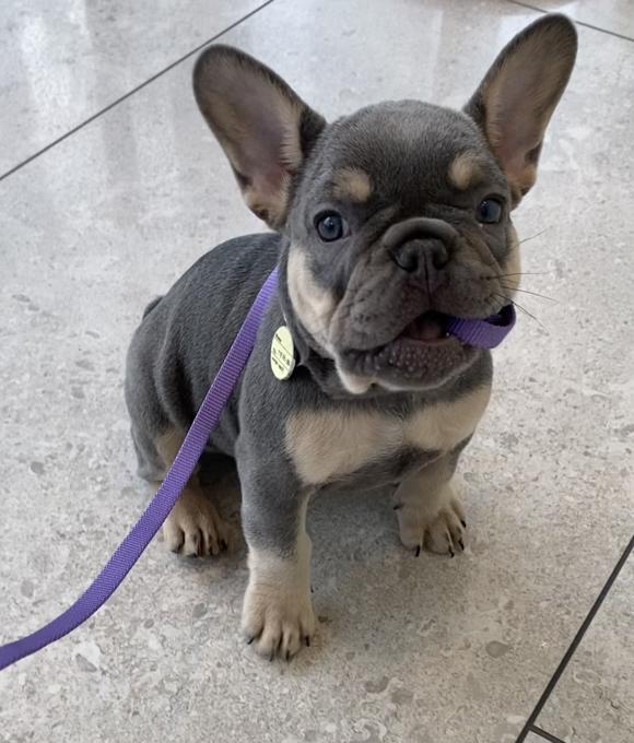 French Bulldog