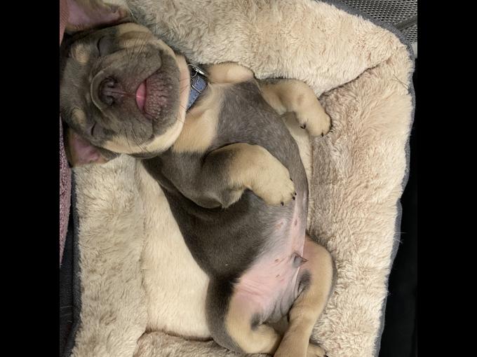 French Bulldog