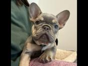 French Bulldog