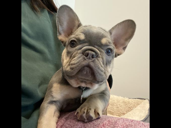 French Bulldog