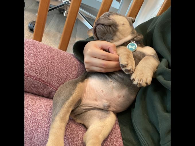 French Bulldog