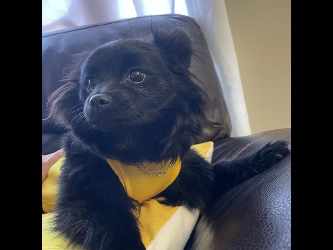 Pomeranian
