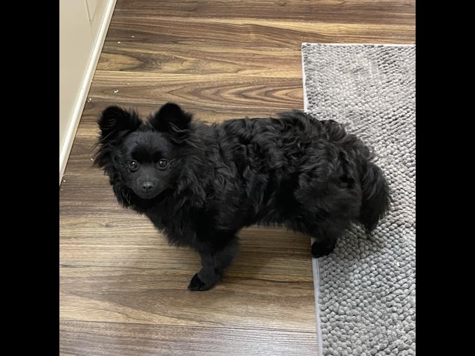 Pomeranian