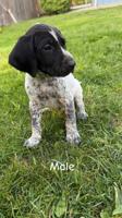 German shorthaired pointer puppies