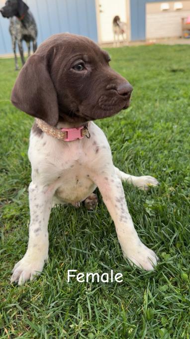 German shorthaired pointer puppies