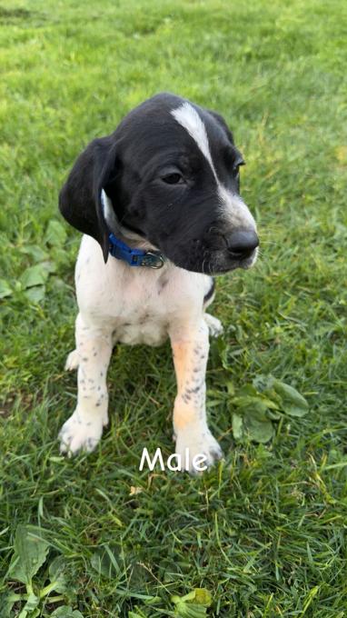 German shorthaired pointer puppies