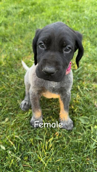 German shorthaired pointer puppies