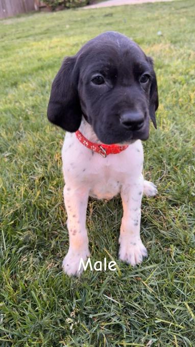 German shorthaired pointer puppies
