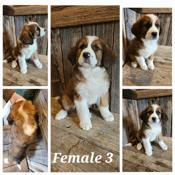 St-Bernese