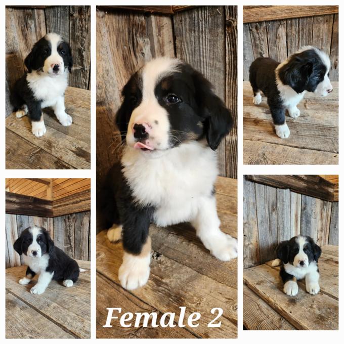 St-Bernese