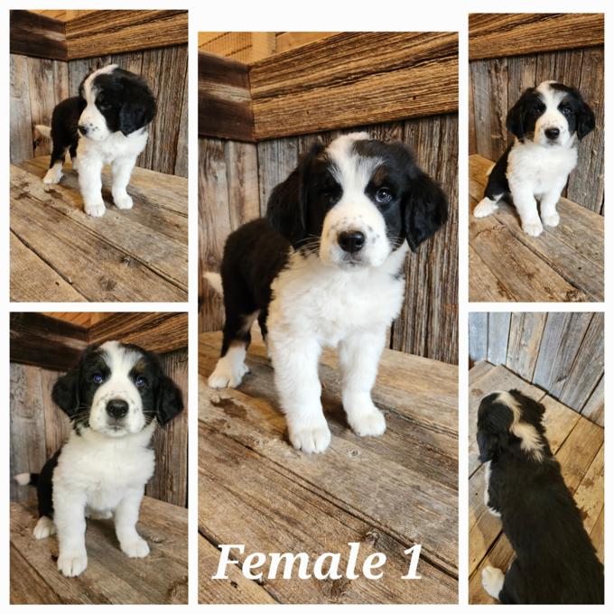 St-Bernese
