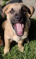Lab Shepherd Rottweiler