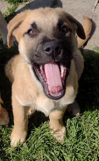 Lab Shepherd Rottweiler