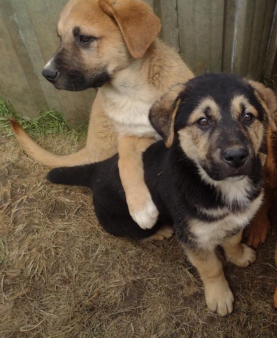 Lab Shepherd Rottweiler