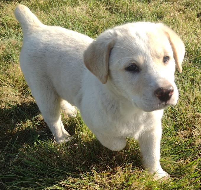 Lab Shepherd Rottweiler