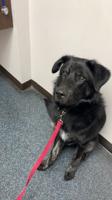 Meremma / German shepard